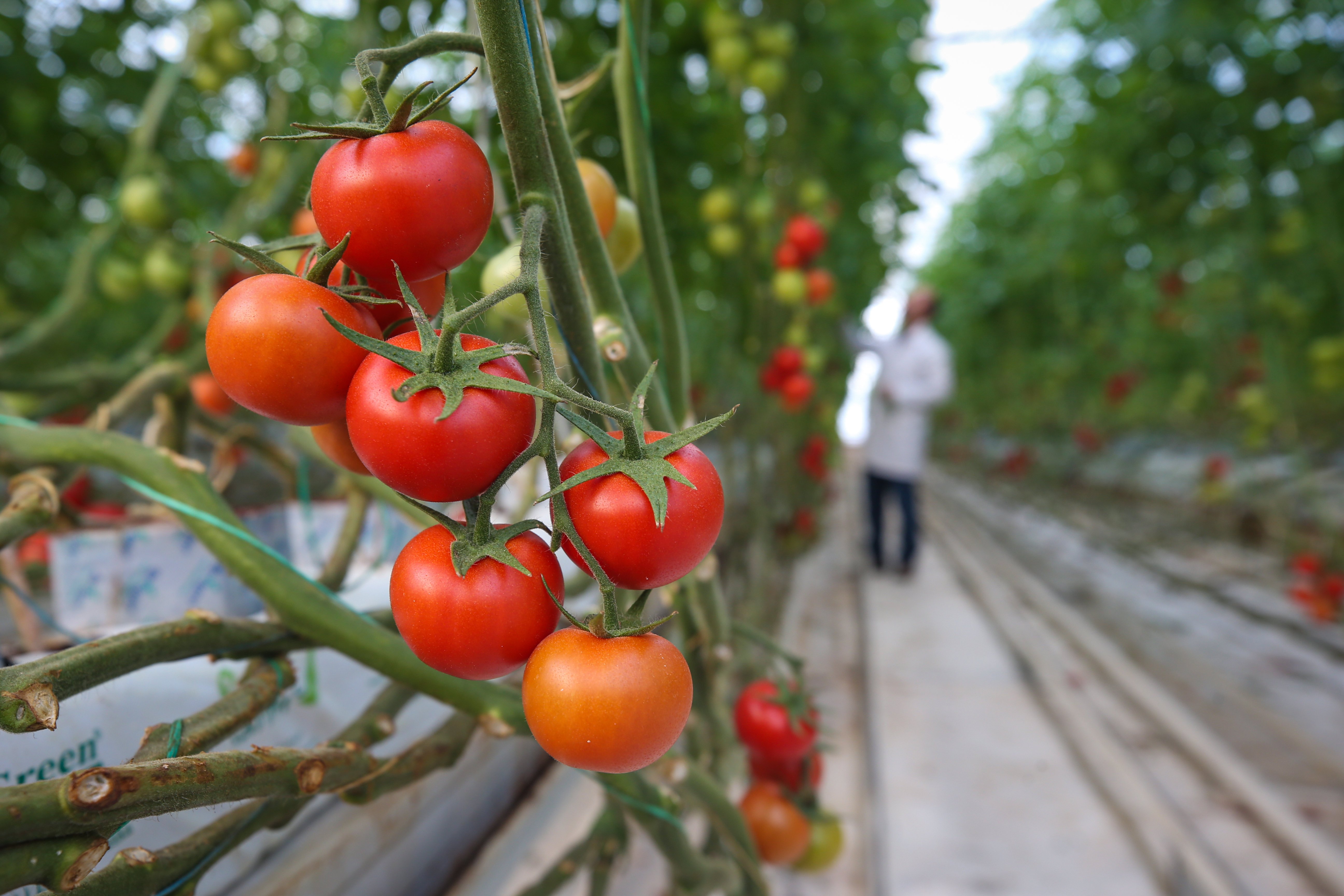 Любят ли томаты. Плантация помидоров. Помидор экспорт. Томаты агрокультура. Помидоры Турция.